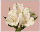 سوسن پرویی
